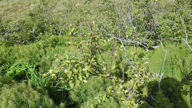 Northern Birch photo 3