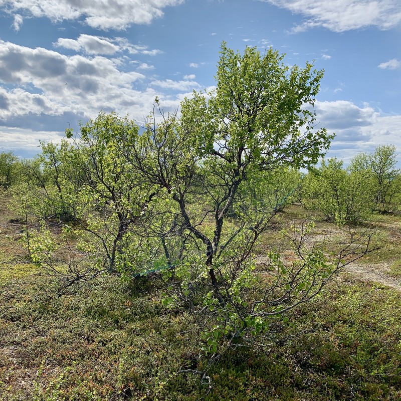 Northern Birch photo 4