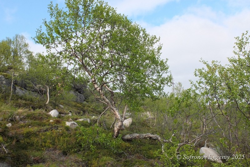 Northern Birch photo 5