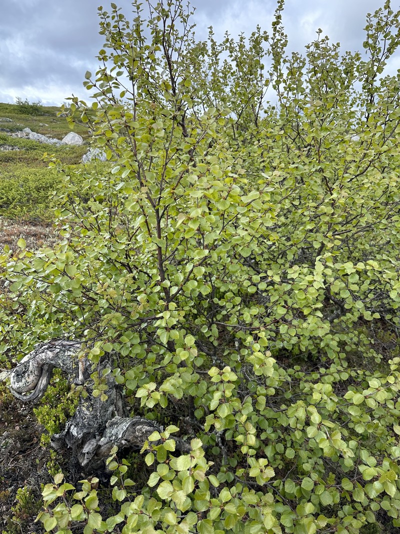 Northern Birch photo 6