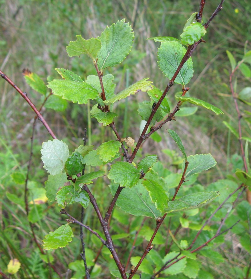 Northern Birch
