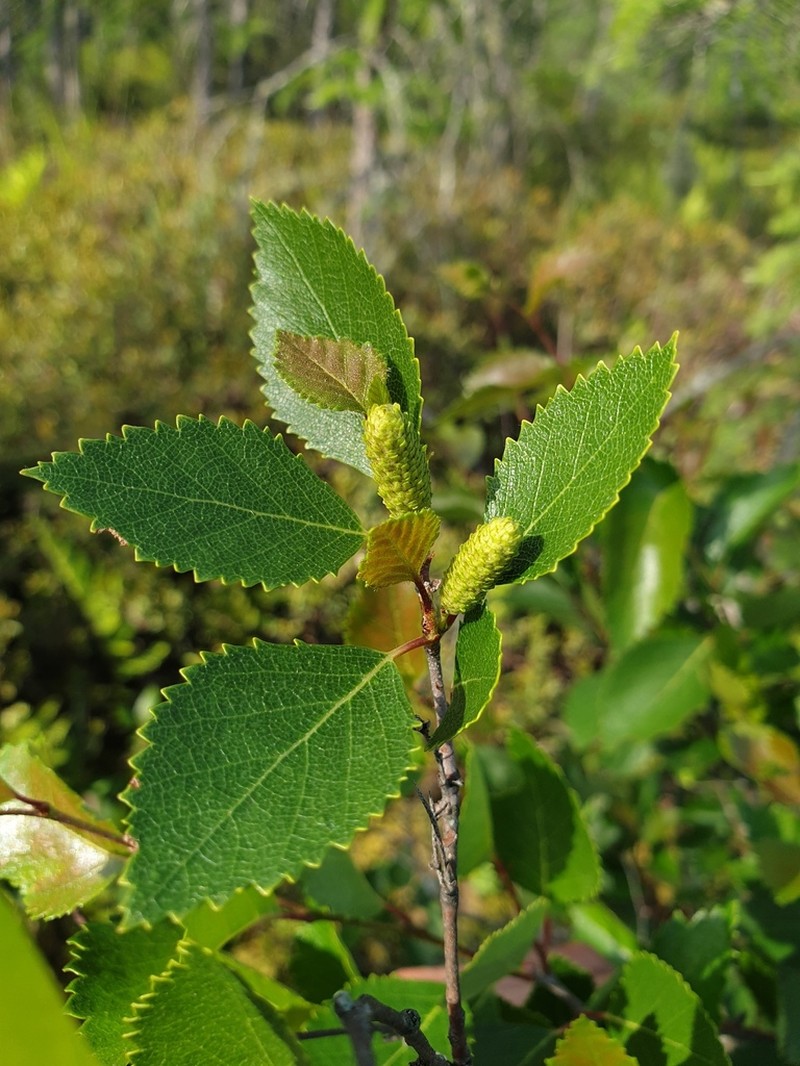 Northern Birch photo 2