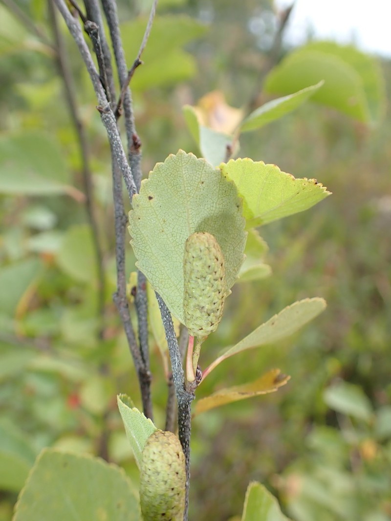 Northern Birch photo 3