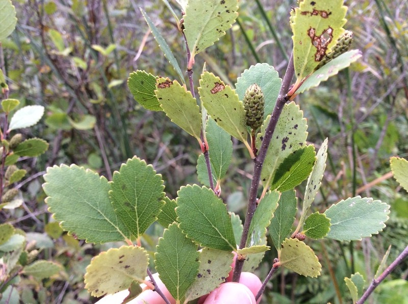 Northern Birch photo 4