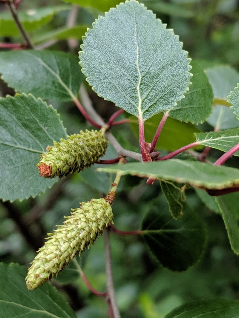 Northern Birch photo 6
