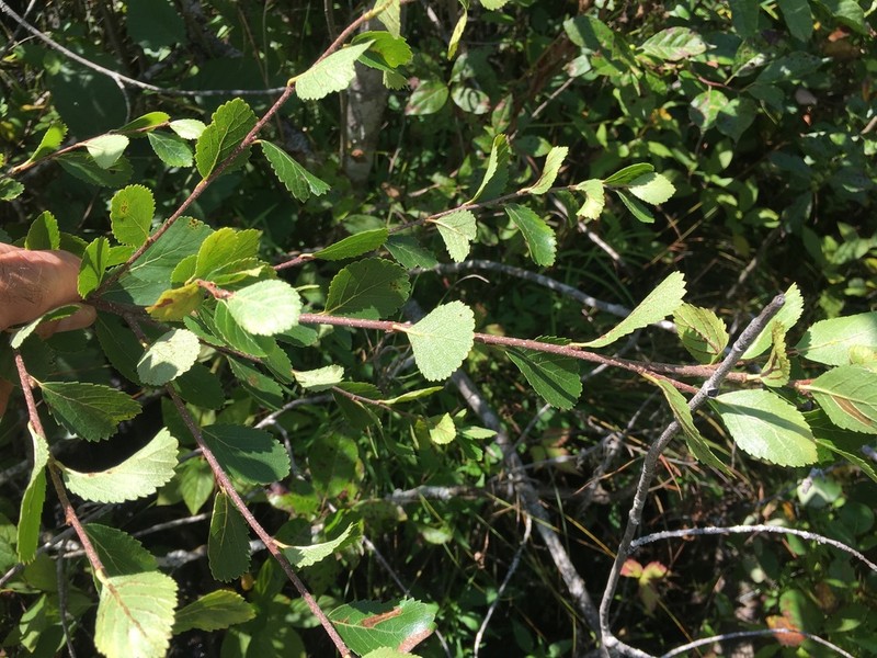 Bog Birch photo 5