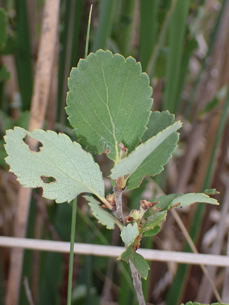 Bog Birch photo 7
