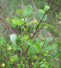 Bog Birch