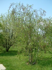 Betula raddeana