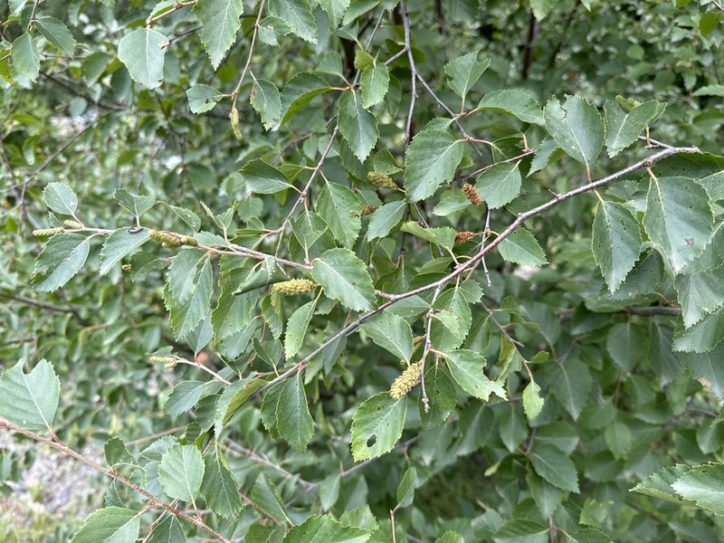 Betula raddeana photo 2