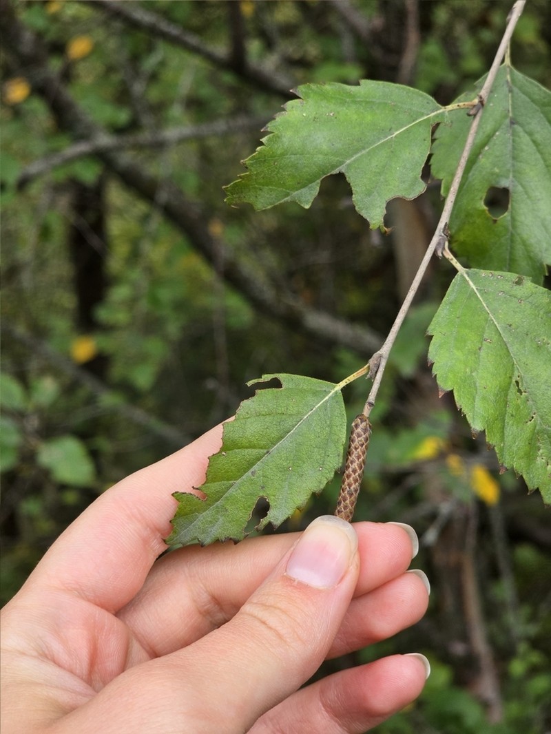 Betula raddeana photo 3