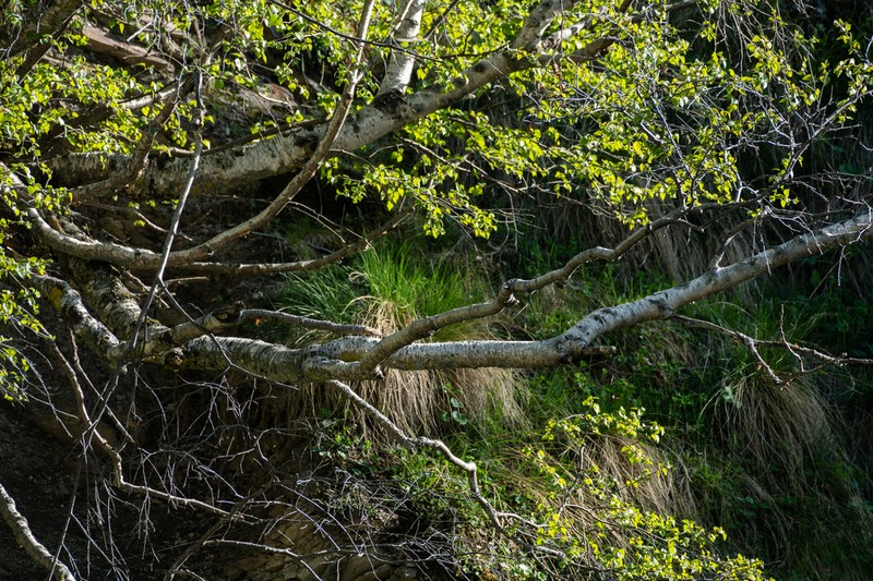 Betula raddeana photo 4