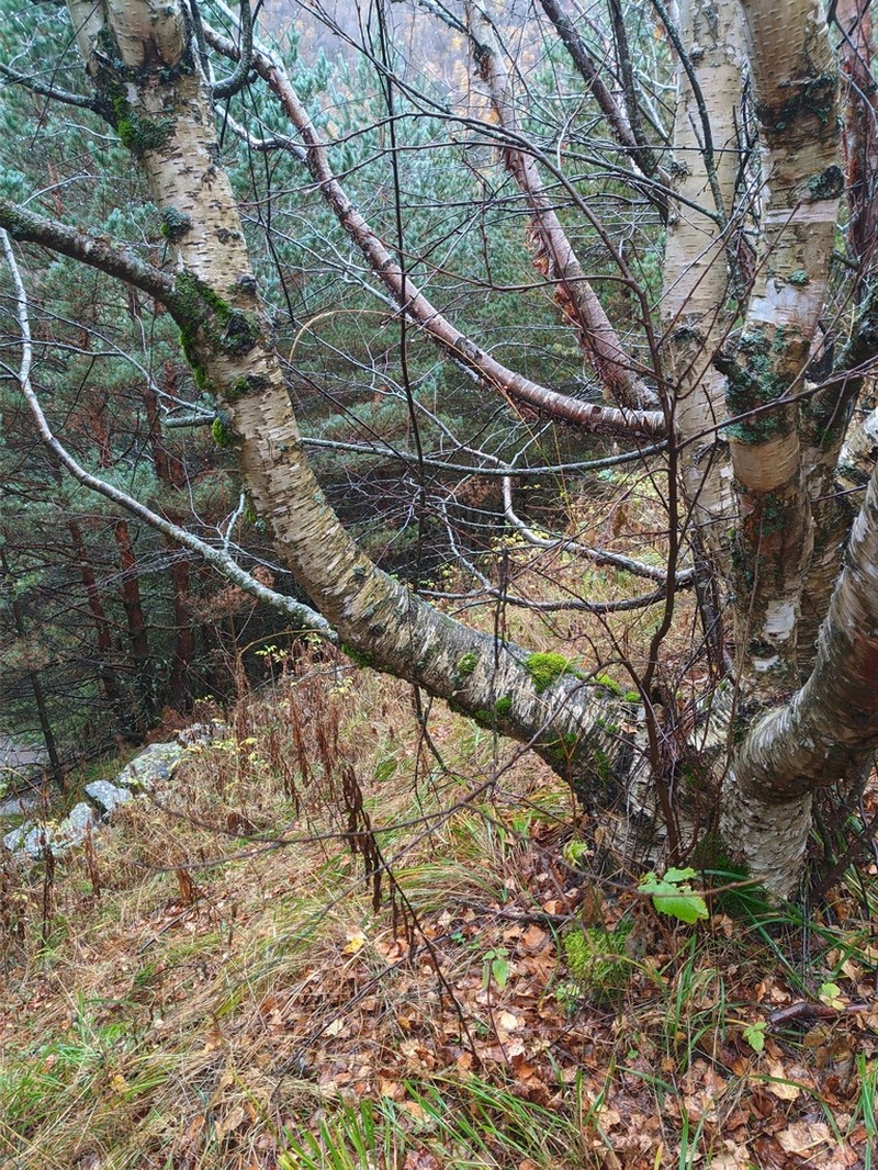 Betula raddeana photo 5