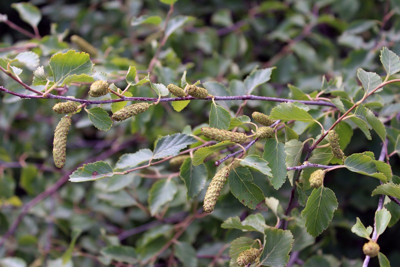 Betula raddeana photo 6