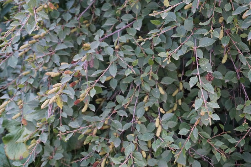 Betula raddeana photo 7