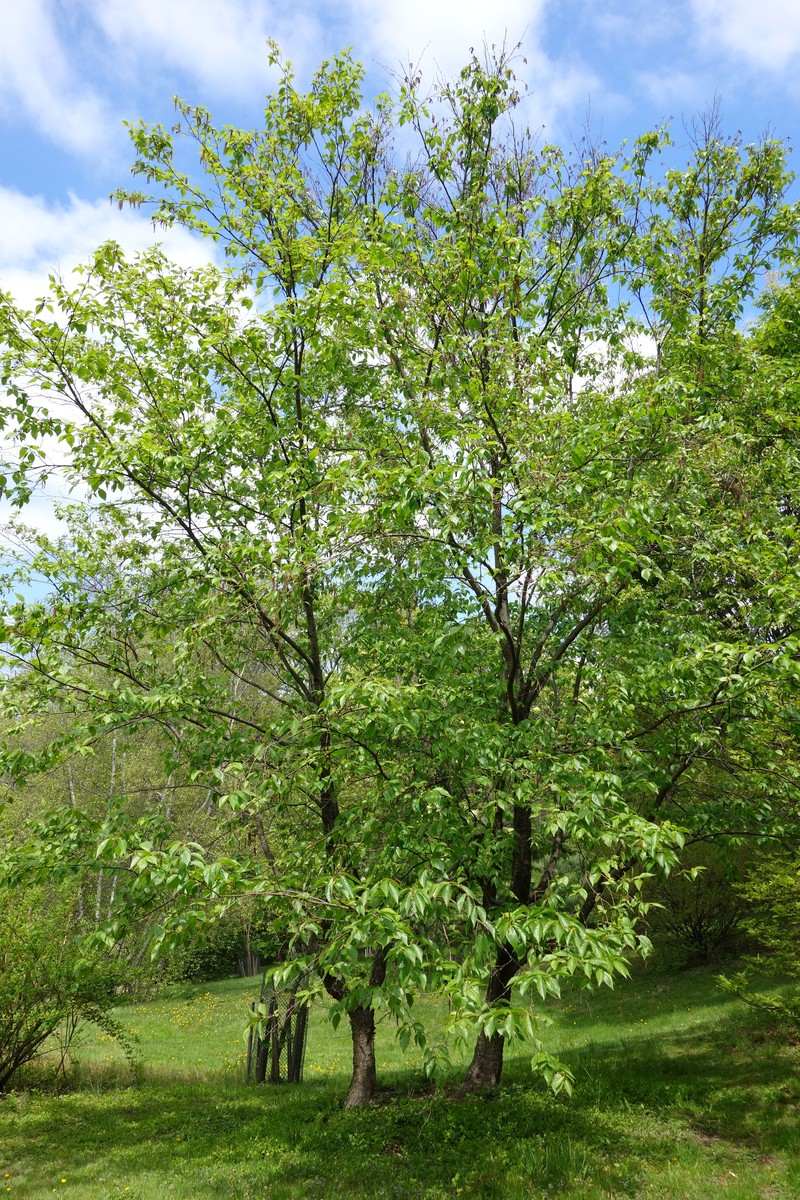 Betula schmidtii