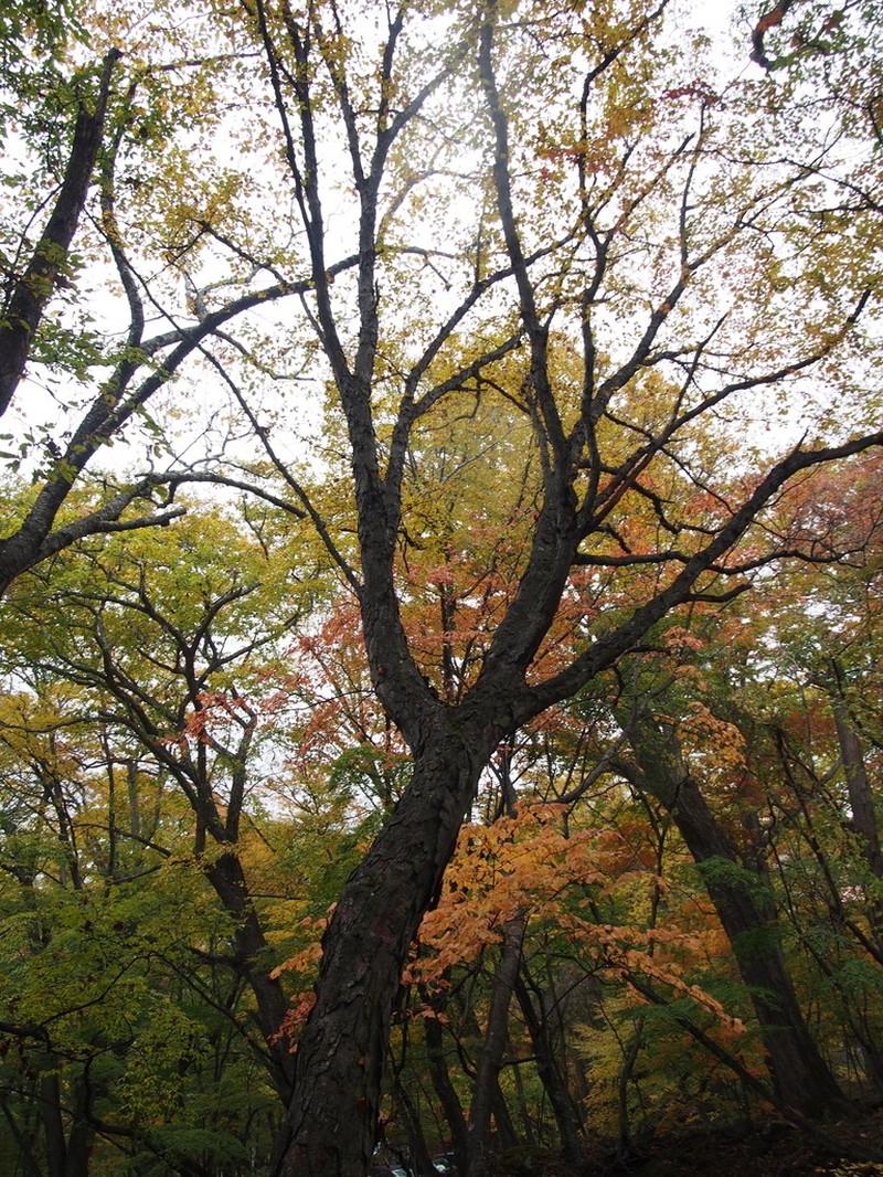 Betula schmidtii photo 3
