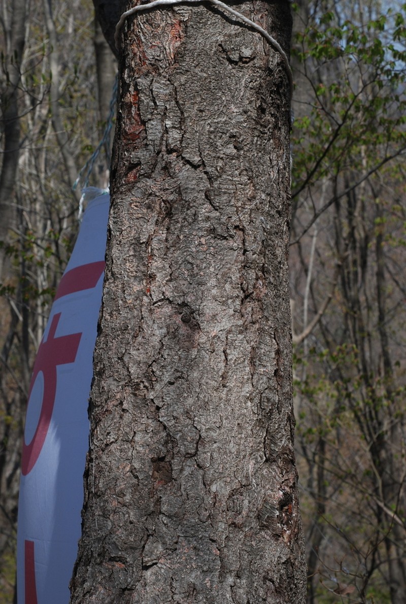 Betula schmidtii photo 5