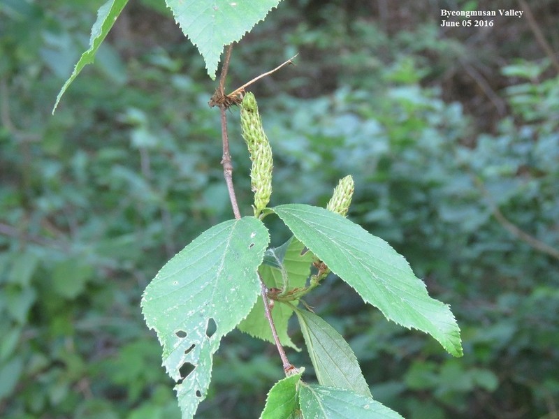 Betula schmidtii photo 6