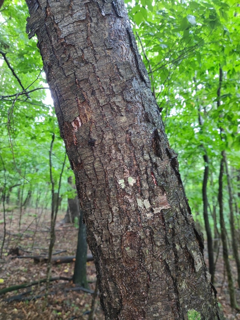 Betula schmidtii photo 7