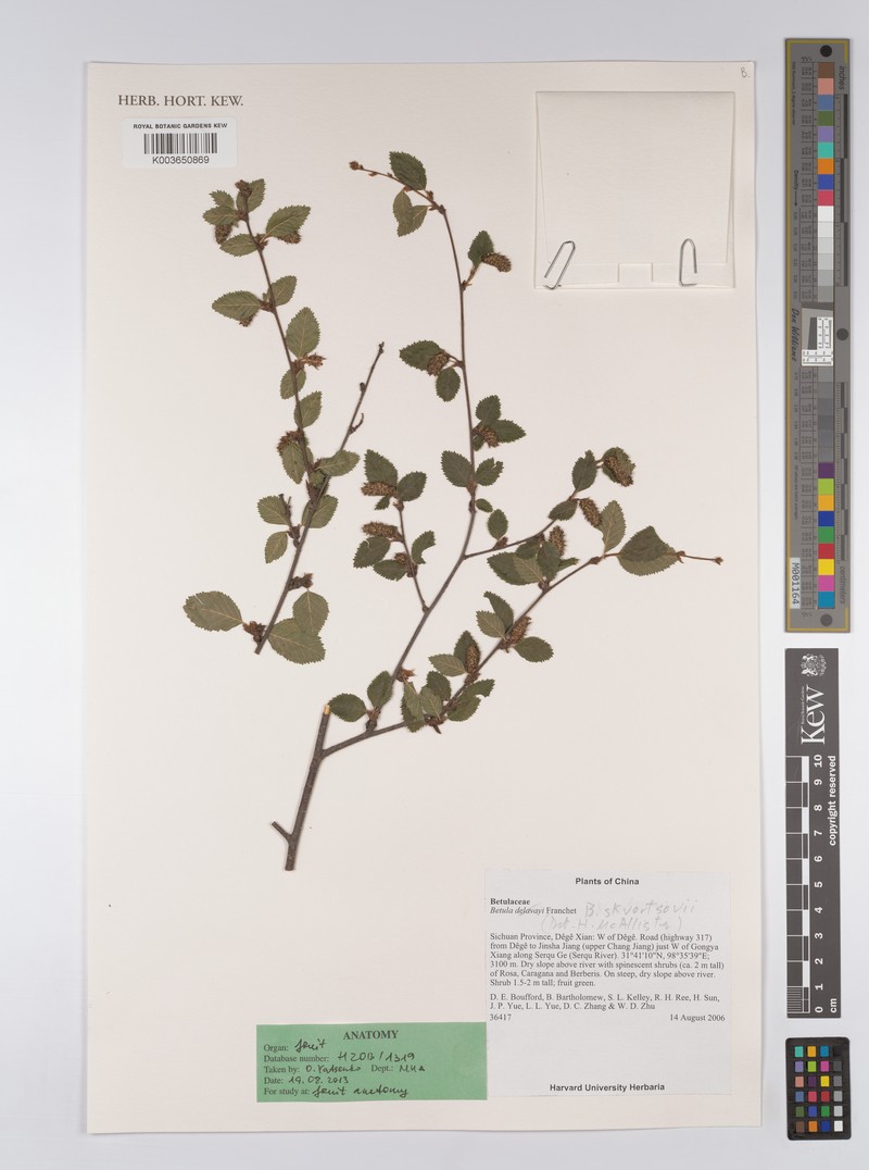 Betula skvortsovii