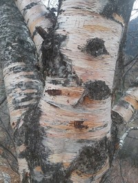 Betula tianschanica