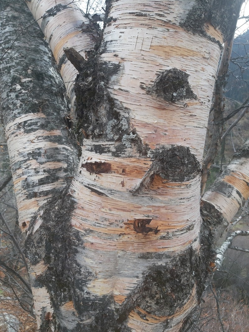 Betula tianschanica