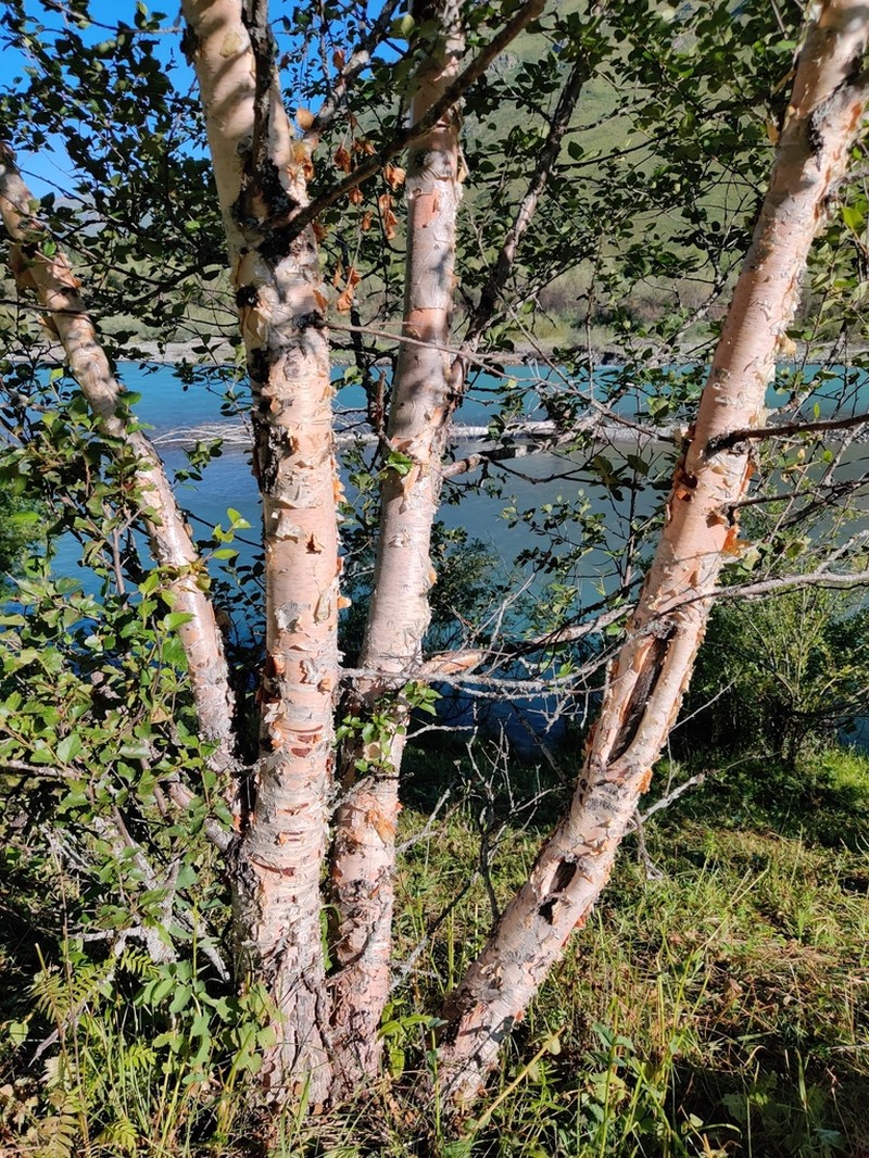 Betula tianschanica photo 2