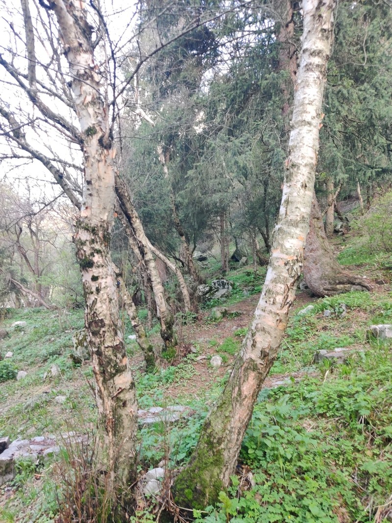 Betula tianschanica photo 3