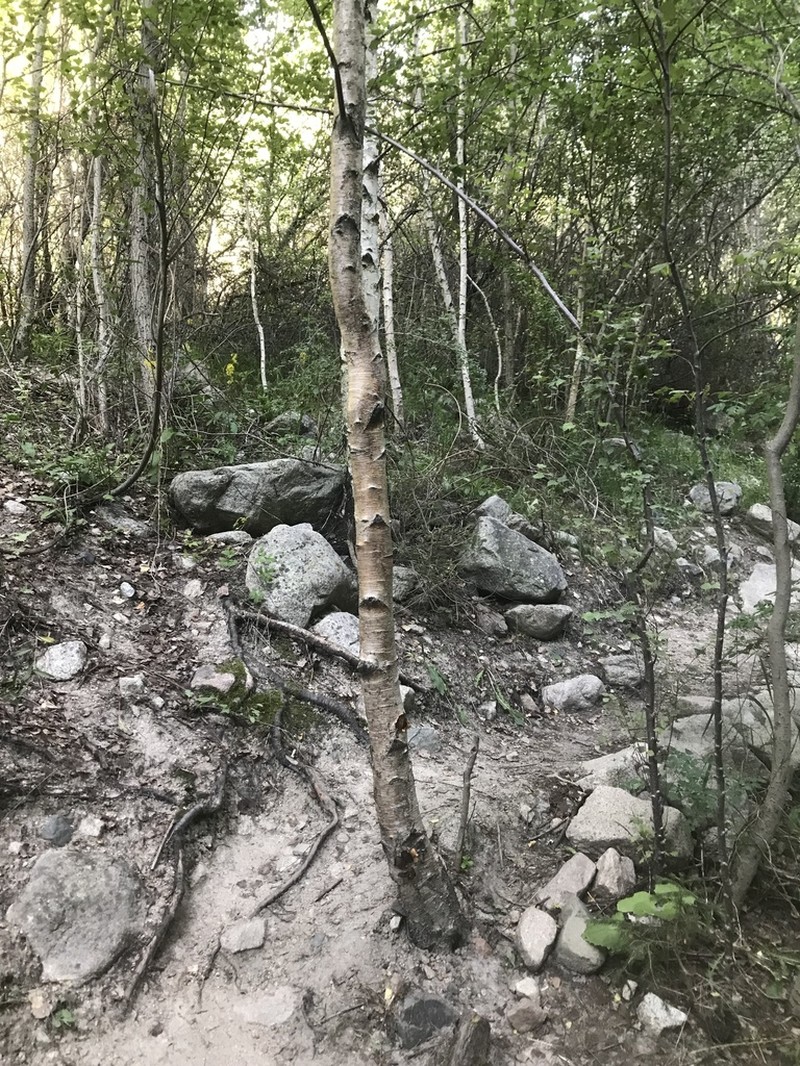 Betula tianschanica photo 4