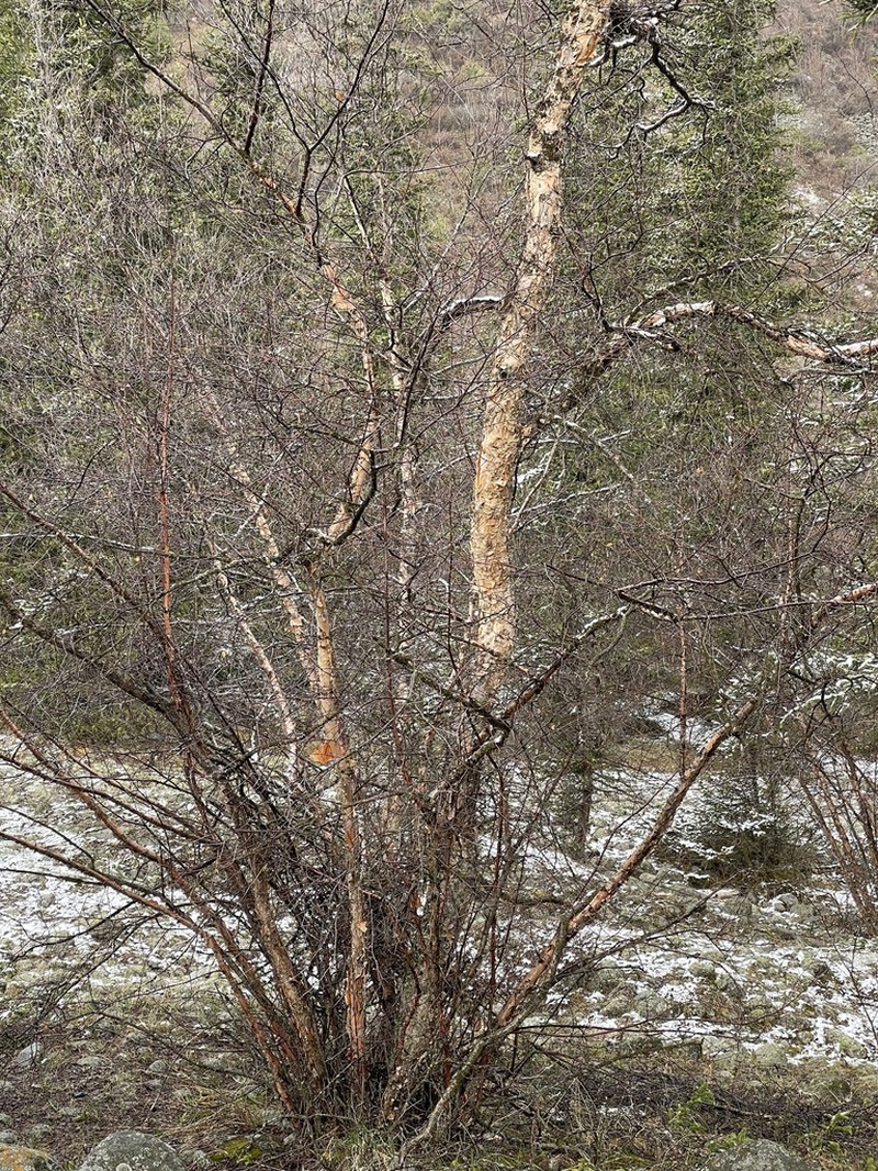 Betula tianschanica photo 5