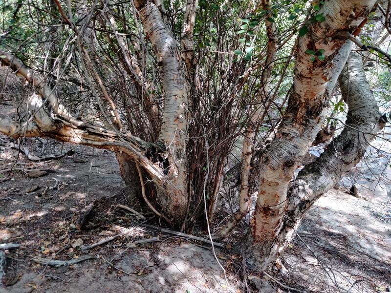 Betula tianschanica photo 6