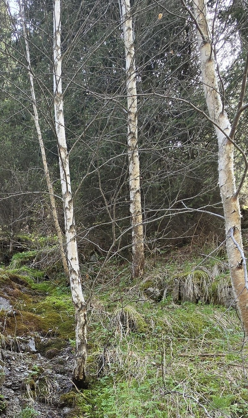 Betula tianschanica photo 7