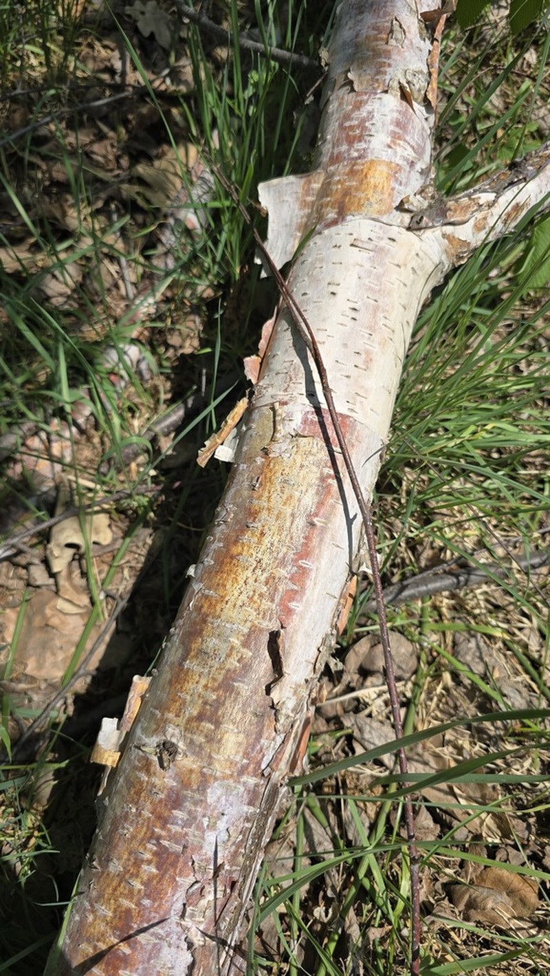 Betula tianschanica photo 8