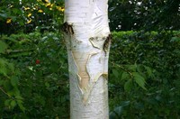 Betula utilis