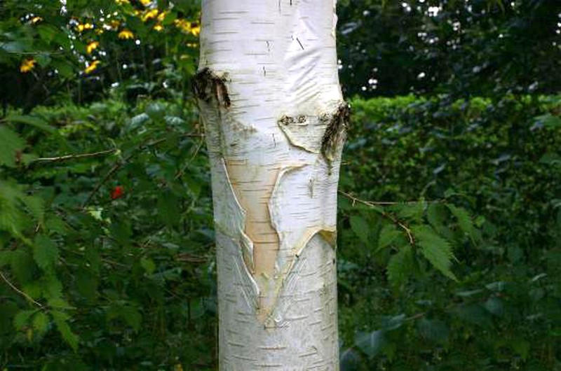 Betula utilis