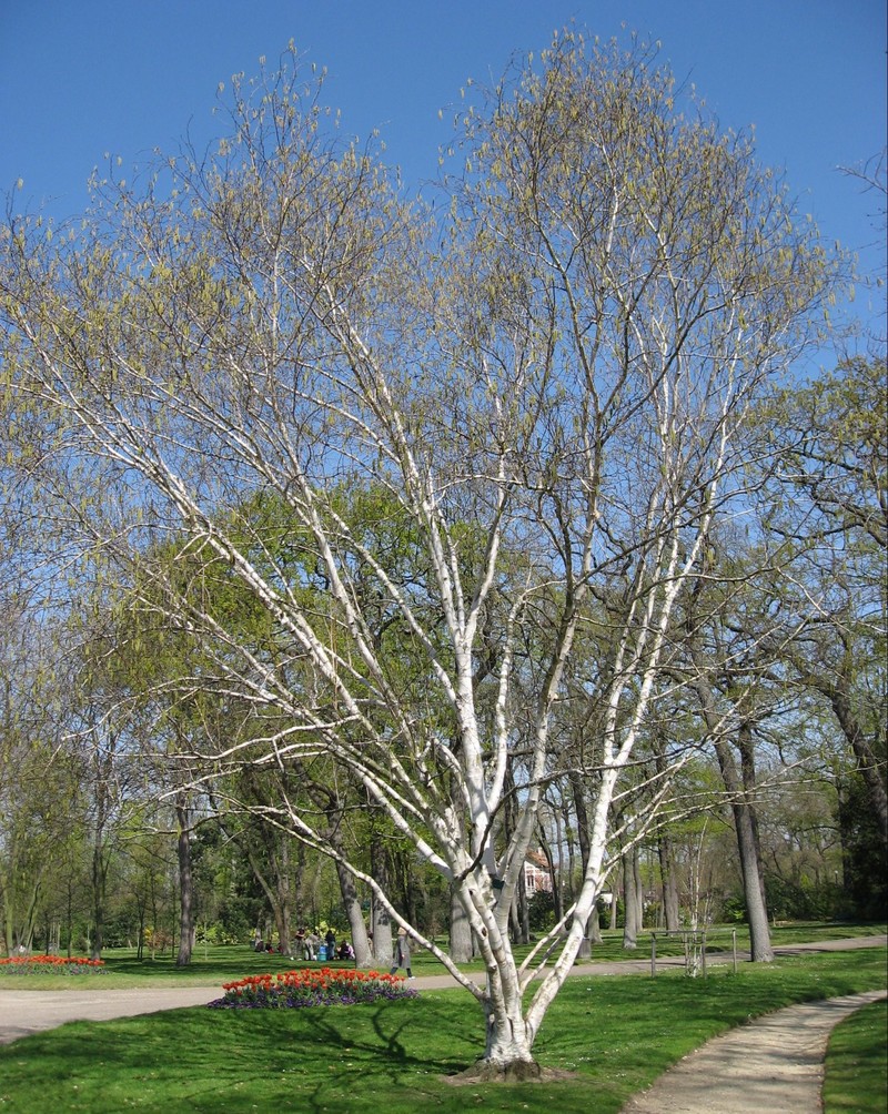 Betula utilis photo 3