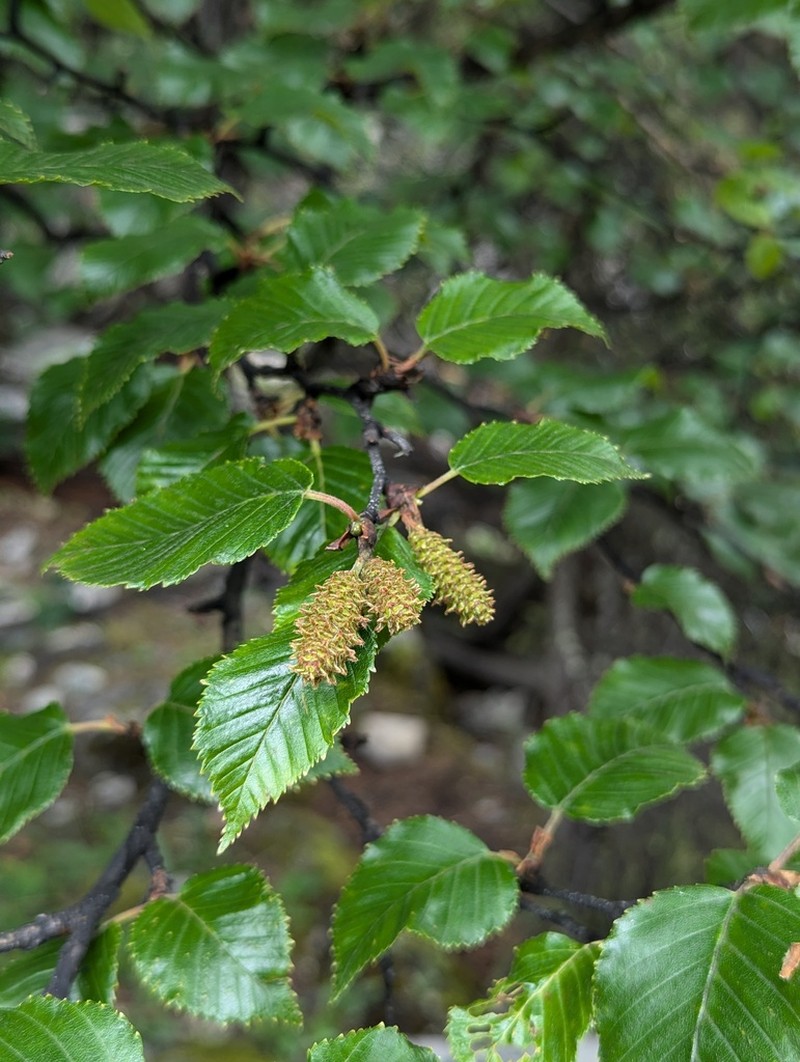 Betula utilis photo 4