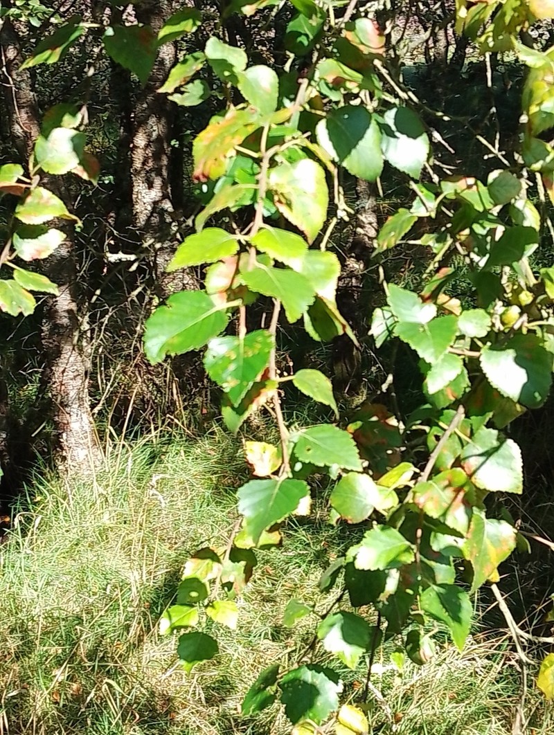 Betula utilis photo 6