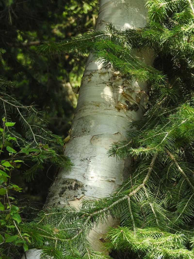 Betula utilis photo 7