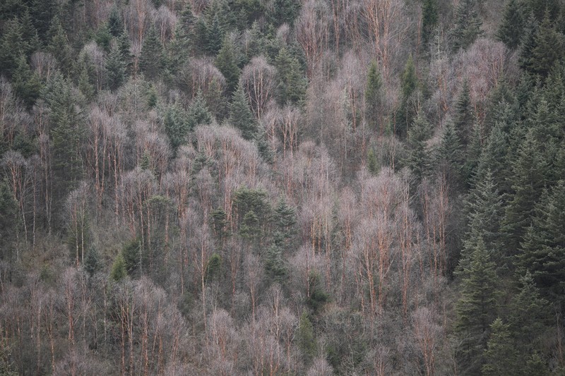 Betula utilis subsp. albosinensis