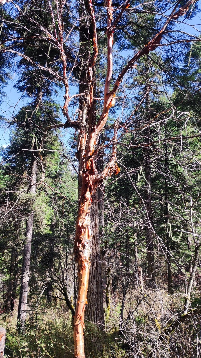 Betula utilis subsp. albosinensis photo 2