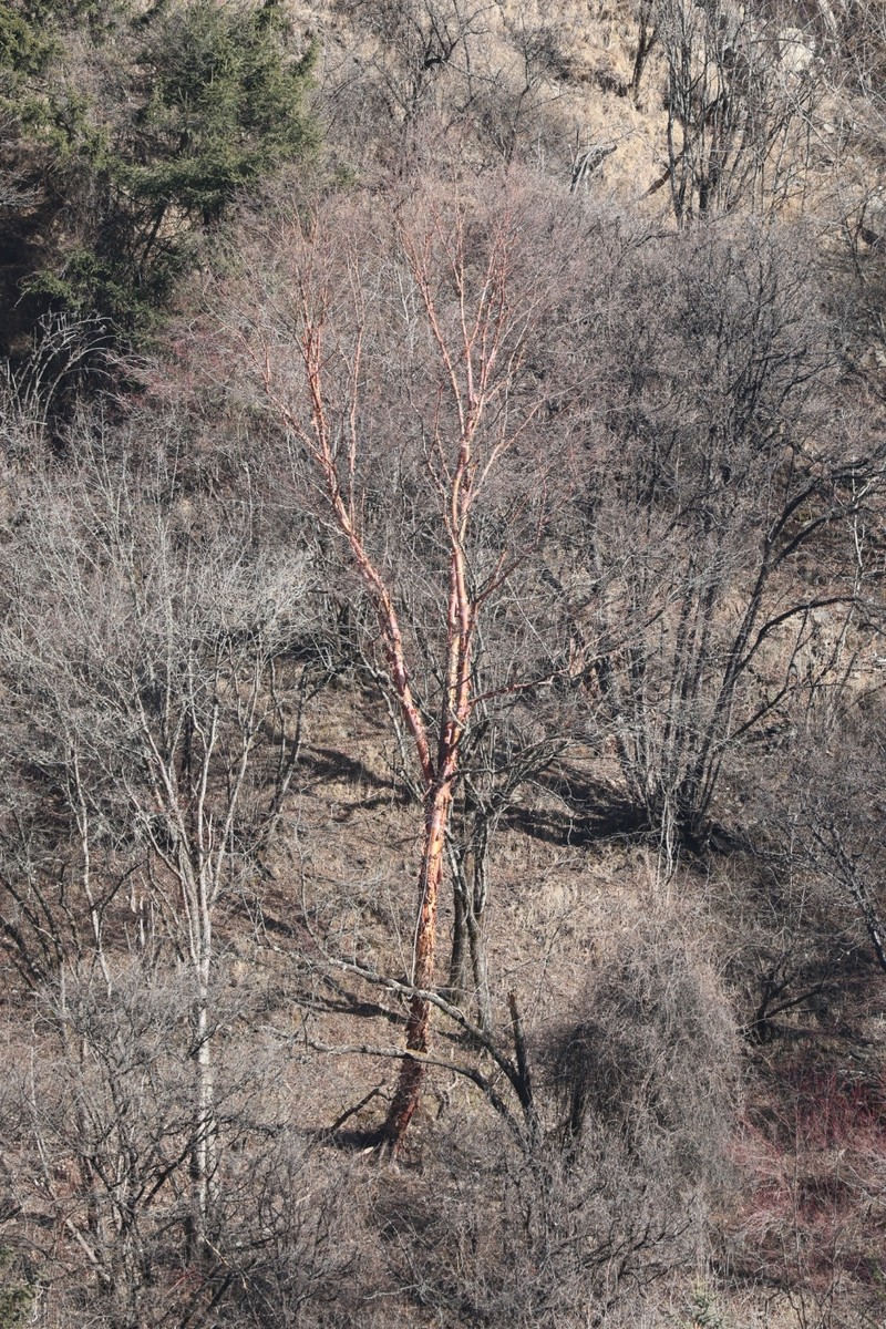 Betula utilis subsp. albosinensis photo 3