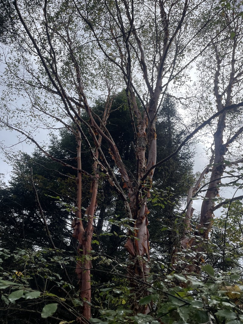 Betula utilis subsp. albosinensis photo 4
