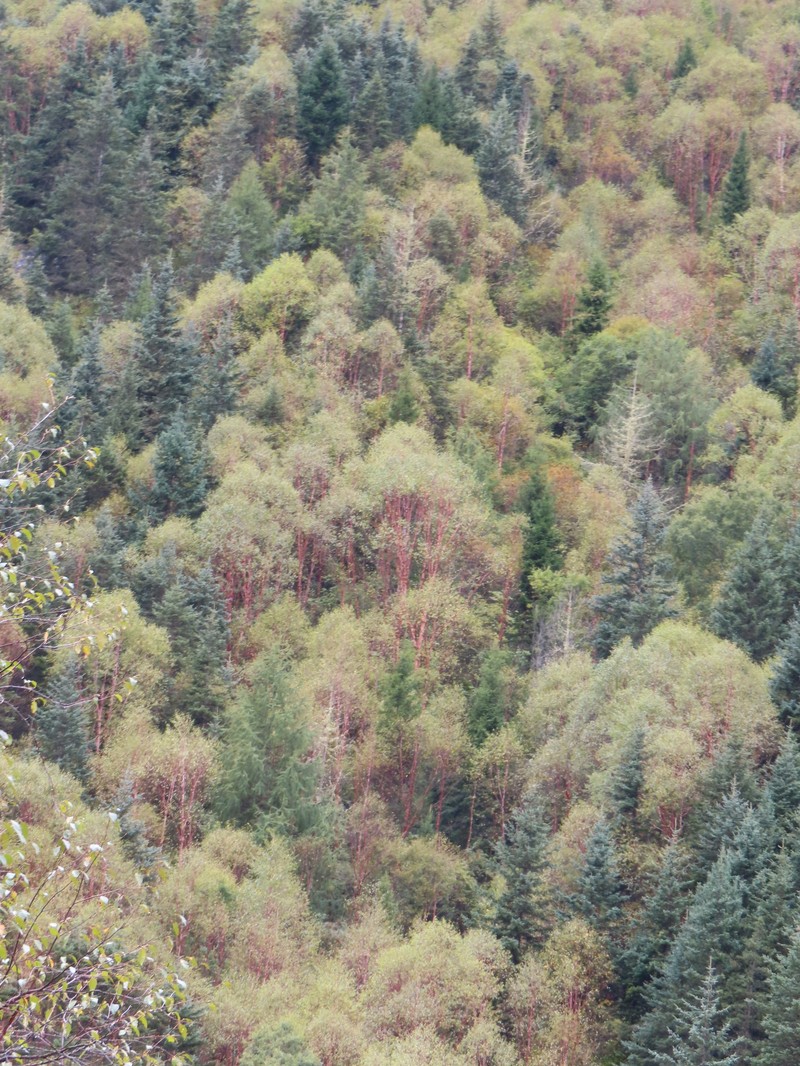 Betula utilis subsp. albosinensis photo 5