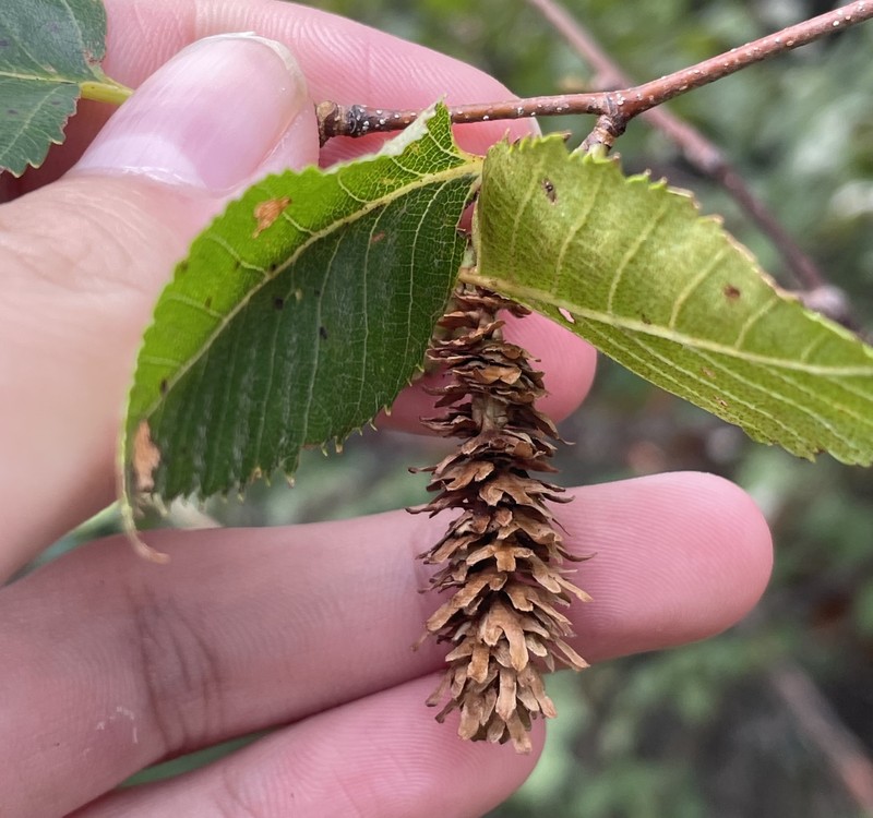 Betula utilis subsp. albosinensis photo 6