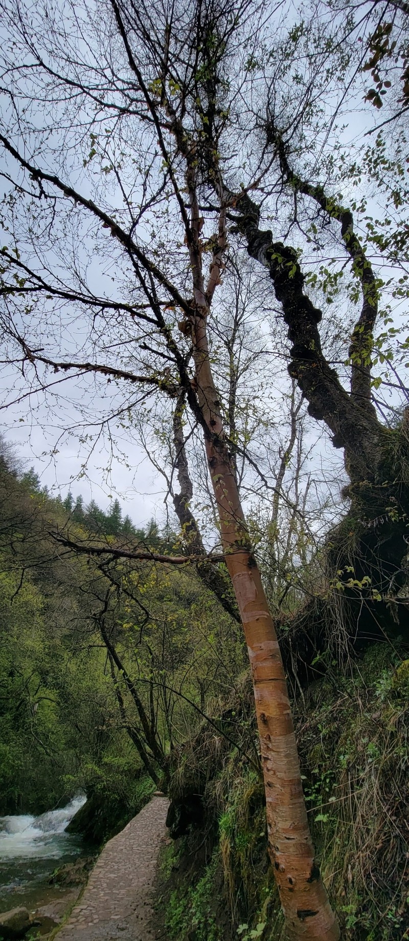 Betula utilis subsp. albosinensis photo 8