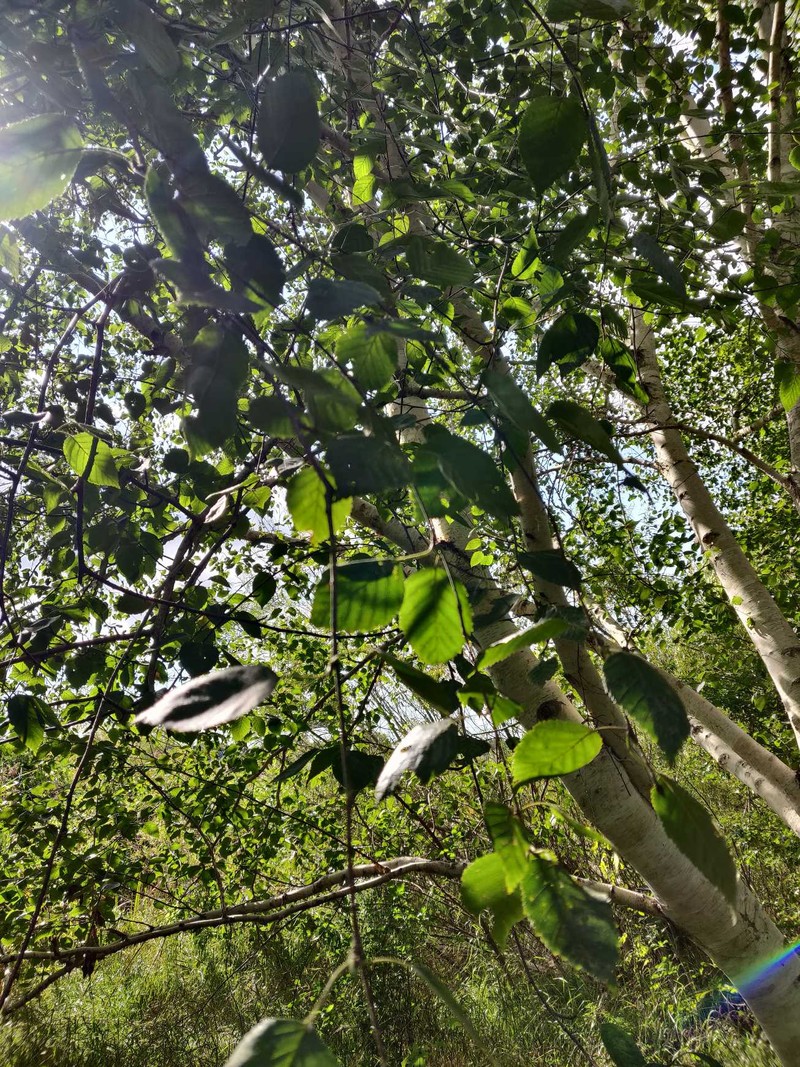 Betula utilis subsp. jacquemontii photo 2