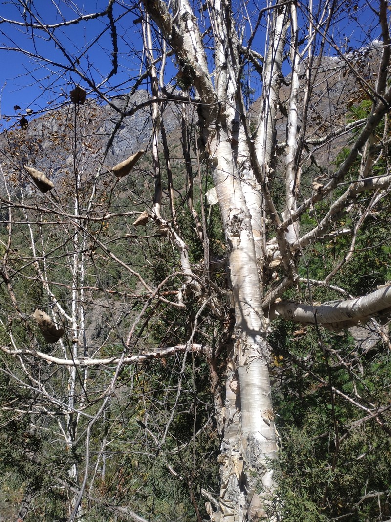 Betula utilis subsp. jacquemontii photo 3