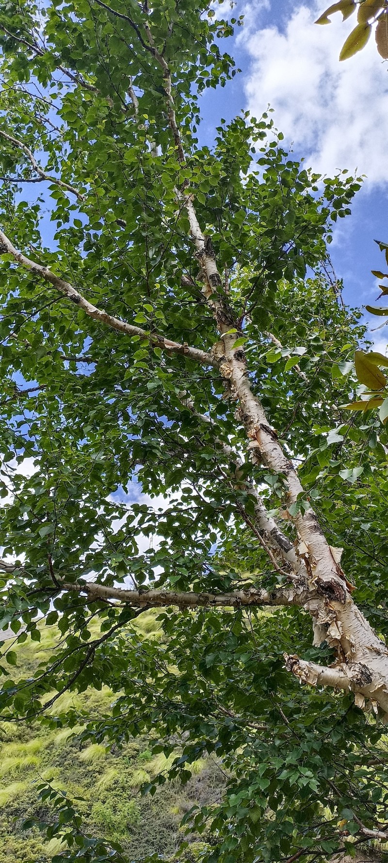 Betula utilis subsp. jacquemontii photo 4